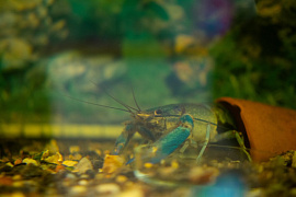 Аквакультура: от нильской тиляпии до африканского сома